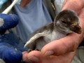 Galápagos Penguin