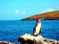 Galápagos Penguin