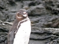 Galápagos Penguin