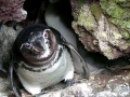 Galápagos Penguin