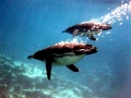 Galápagos Penguin