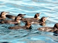 Galápagos Penguin