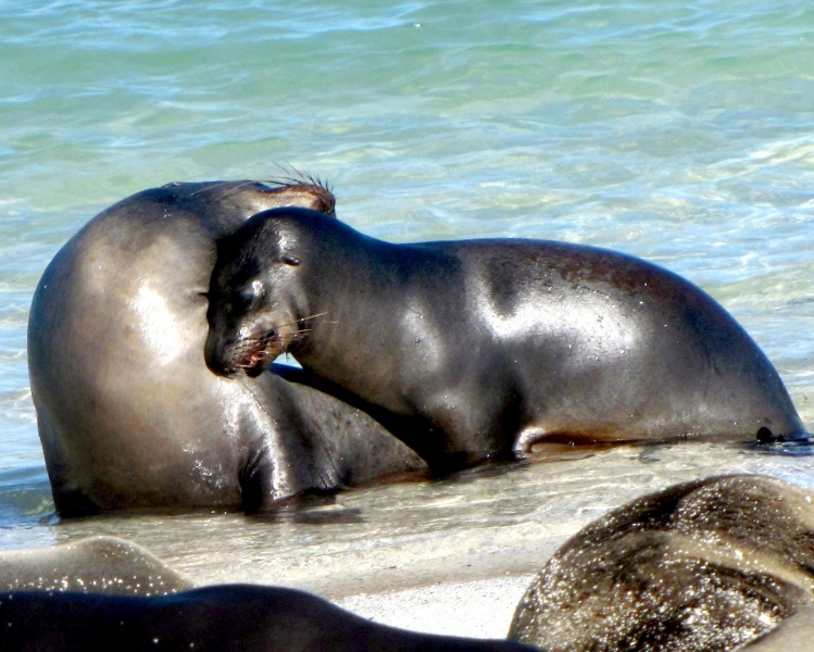 Galápagos Sea Lion
