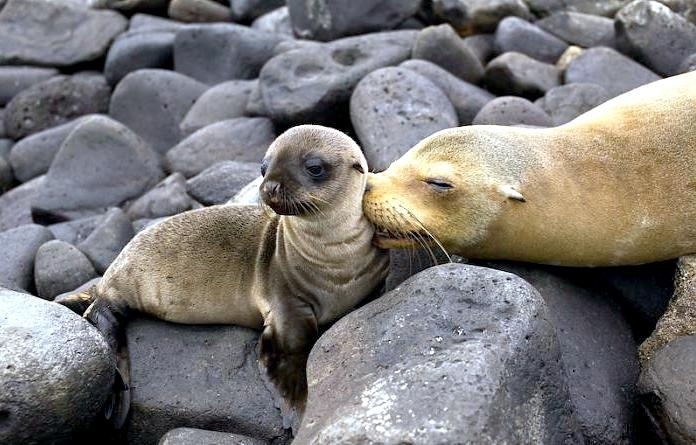Galápagos Sea Lion