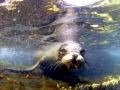 Galápagos Sea Lion