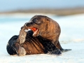 Galápagos Sea Lion