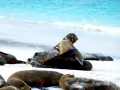 Galápagos Sea Lion