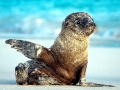Galápagos Sea Lion