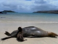 Galápagos Sea Lion