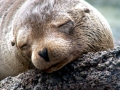 Galápagos Sea Lion