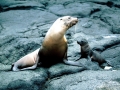 Galápagos Sea Lion