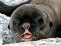 Galápagos Sea Lion