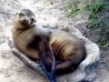 Galápagos Sea Lion