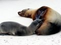 Galápagos Sea Lion