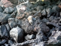 Galápagos Sea Lion