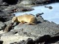 Galápagos Sea Lion