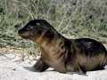 Galápagos Sea Lion