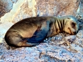 Galápagos Sea Lion