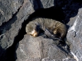 Galápagos Sea Lion