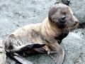 Galápagos Sea Lion