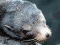Galápagos Sea Lion
