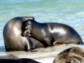 Galápagos Sea Lion
