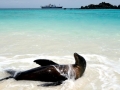 Galápagos Sea Lion