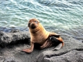 Galápagos Sea Lion