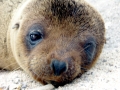 Galápagos Sea Lion