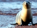 Galápagos Sea Lion