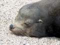 Galápagos Sea Lion