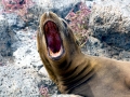 Galápagos Sea Lion