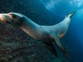 Galápagos Sea Lion