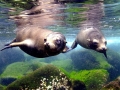 Galápagos Sea Lion