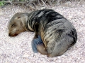 Galápagos Sea Lion