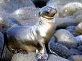 Galápagos Sea Lion