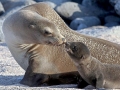Galápagos Sea Lion