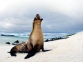 Galápagos Sea Lion