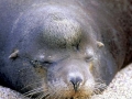 Galápagos Sea Lion