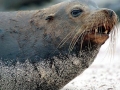 Galápagos Sea Lion