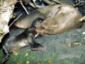 Galápagos Sea Lion