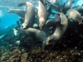 Galápagos Sea Lion