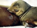 Galápagos Sea Lion