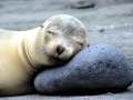 Galápagos Sea Lion