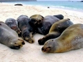 Galápagos Sea Lion