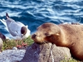 Galápagos Sea Lion