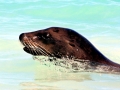 Galápagos Sea Lion