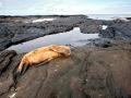 Galápagos Sea Lion