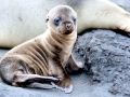 Galápagos Sea Lion