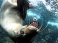 Galápagos Sea Lion
